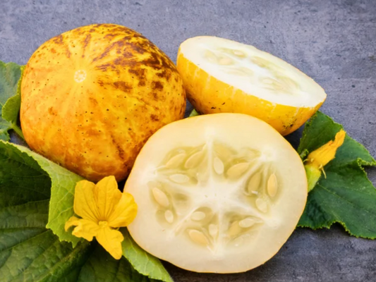 Lemon Cucumber Plants