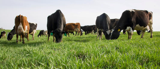 Organic Livestock Farming: Benefits and Challenges