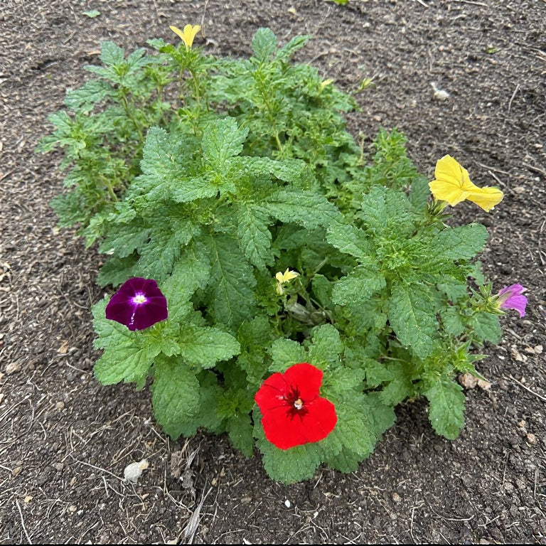 Nasturtium Companion Planting: A Comprehensive Guide