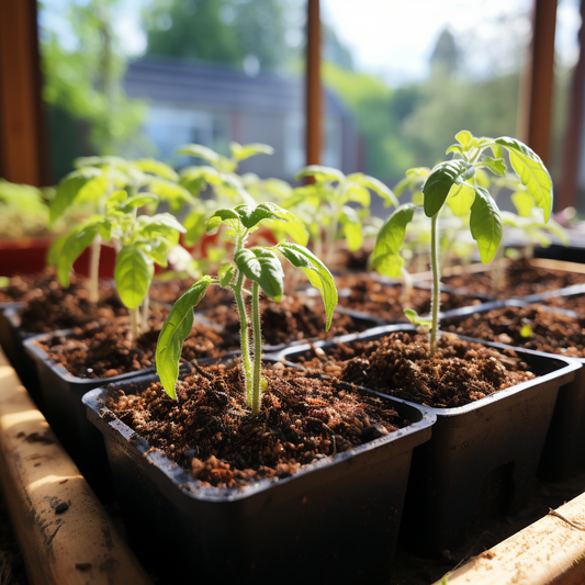 A Gardener's Guide to Planting Beefsteak Tomato Seeds Indoors