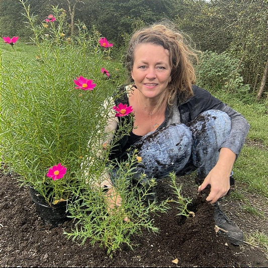 Companion Planting Cosmos: A Complete Guide to Thriving Flower Beds and Productive Gardens