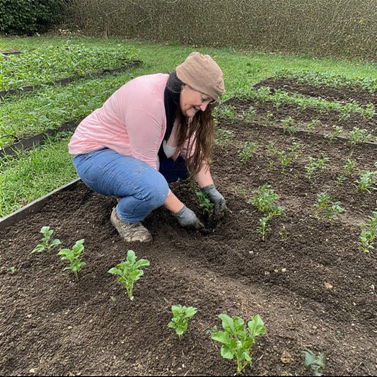 When to Transplant Seedlings Into Garden Beds: A Detailed Guide for Thriving Plants