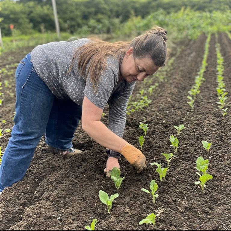 Planting Seedlings into Garden Beds: A Complete Guide to Successful Transplanting