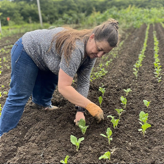 Planting Seedlings into Garden Beds: A Complete Guide to Successful Transplanting