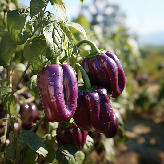 Purple Beauty Peppers in Organic Gardening: A Colorful Journey