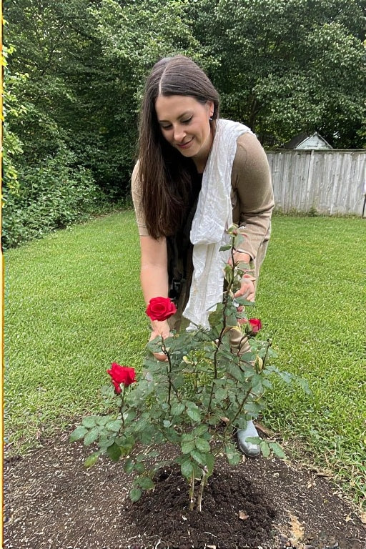 Rose Transplant Shock: Causes, Symptoms, and Effective Recovery Soluti ...