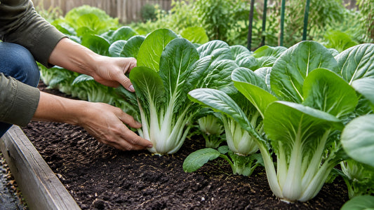 A gardener tending a row of healthy bok choy in a home garden bed