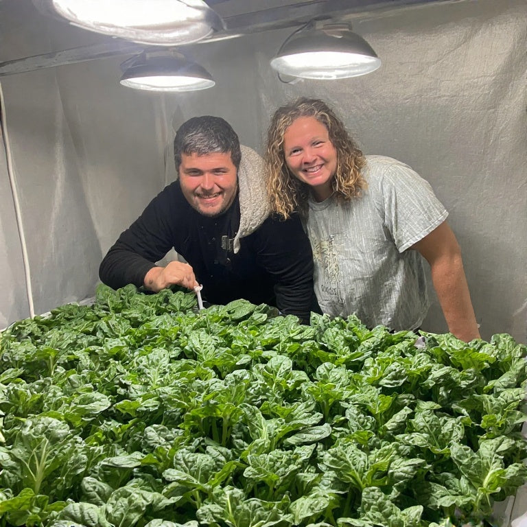 How to Grow Spinach Indoors Under Lights: A Complete Year-Round Guide