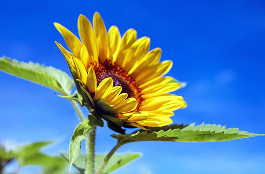 How long does it take for Mammoth Sunflowers to bloom from seed?