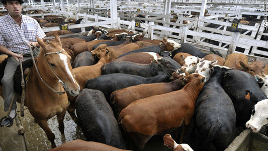 Impact of Climate Change on Livestock Farming