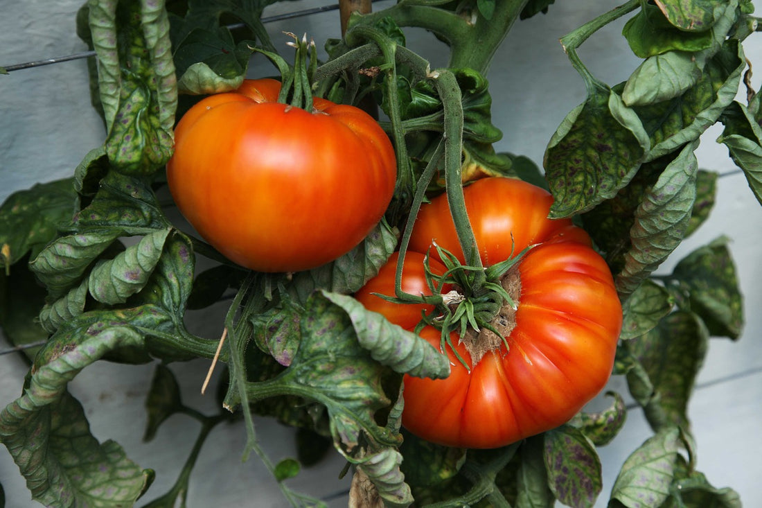 Guarding Your Beefsteak Tomatoes: Beefsteak Tomato Pests and Diseases