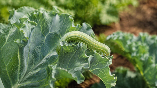 Green cabbage looper on a brassica leaf