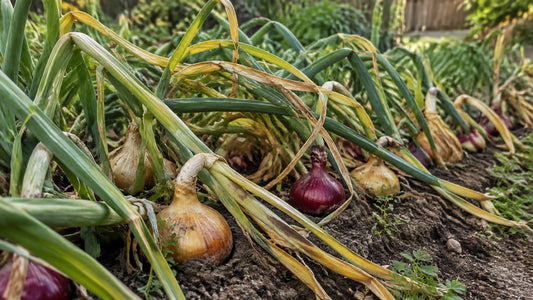 Mature onions with tops naturally falling over in a home vegetable garden