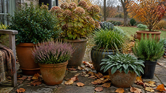 Potted shrubs and perennial plants arranged on a patio in late autumn with fallen leaves