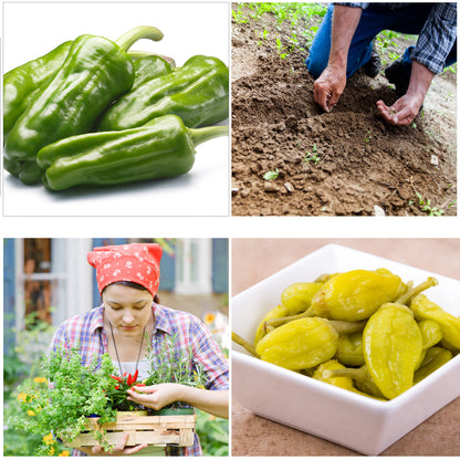 Pepperoncini Peppers Seeds Golden Greek - Pack of 30 Italian Hot Pepper Seeds - Heirloom Seeds Non GMO Organic & High Germination, Yellow Capsicum Annum Seeds for Planting Vegetables
